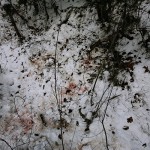 4 blood spots-4 paws chopped