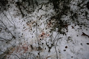 4 blood spots-4 paws chopped
